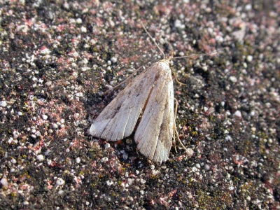 pinion-streaked snout (Schrankia costaestrigalis) Kenneth Noble